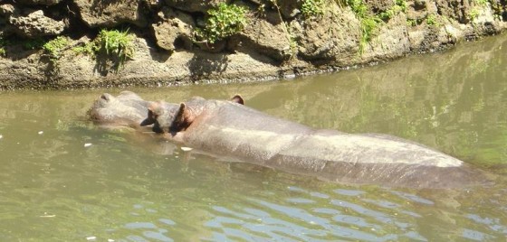 Hippo in Auckland Zoo