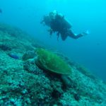 Oman diving